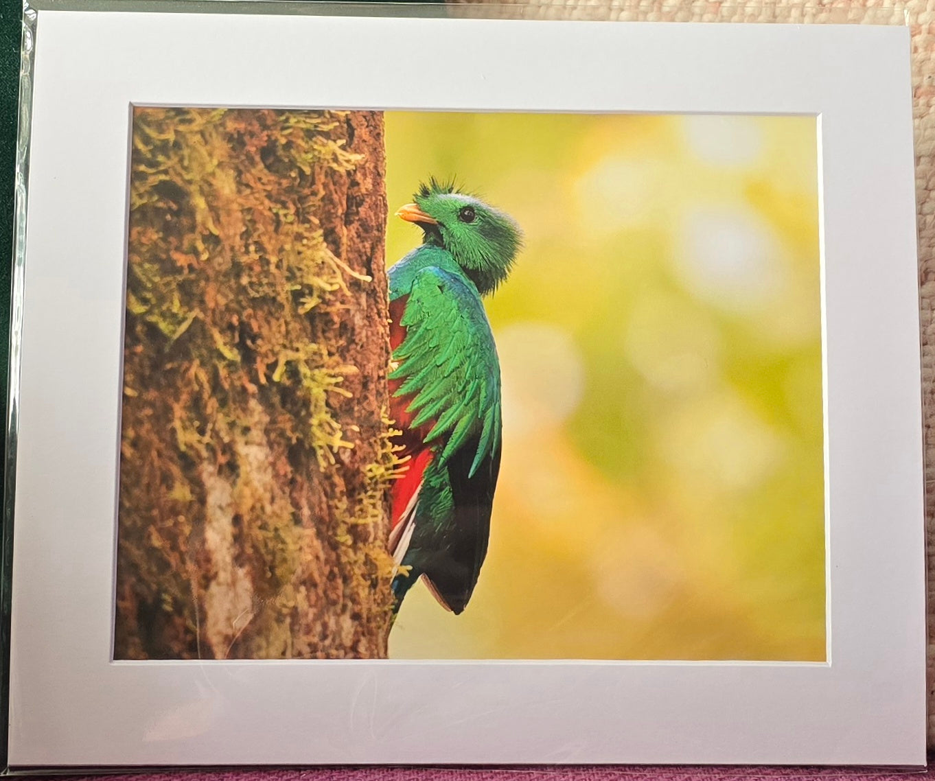 Luxury 10x8 Quetzal print, in a 12x10" mount. Choose either framed or mounted, my own original photography