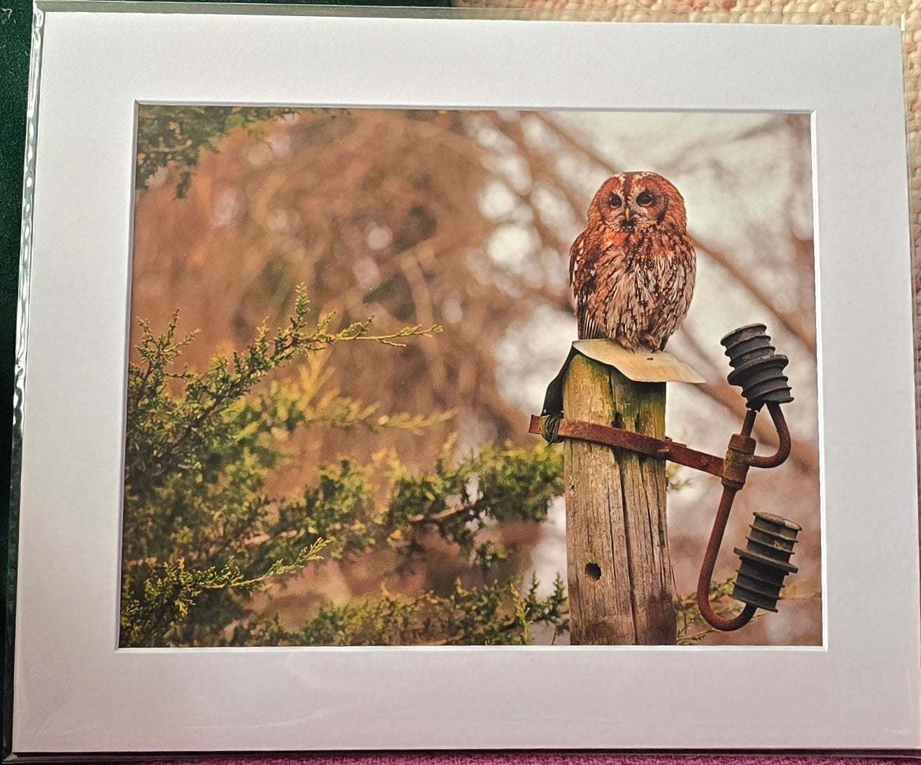 Luxury 10x8 Tawny Owl on post print, in a 12x10" mount. Choose either framed or mounted, my own original photography