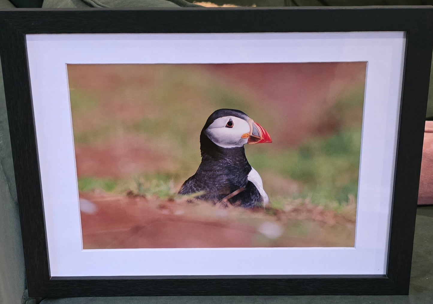 Luxury 10x8 Puffin Portrait print, in a 12x10" mount. Choose either framed or mounted, my own original photography