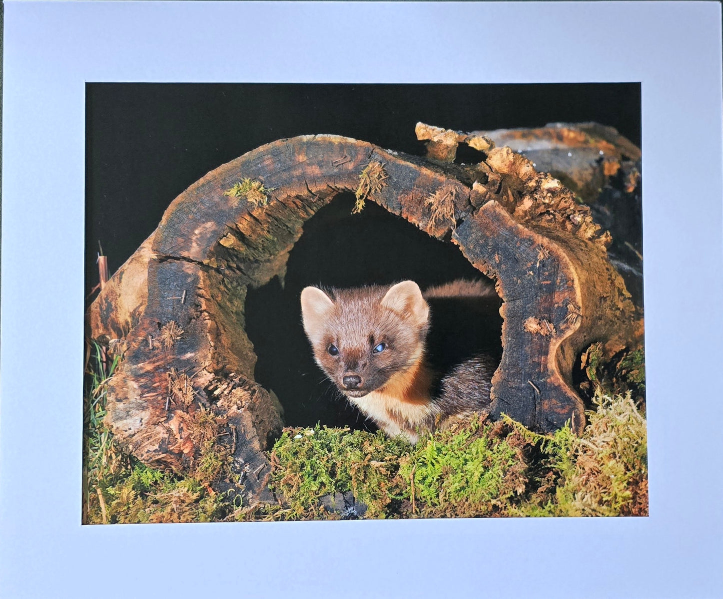 Luxury 10x8 Pine Martin in log print, in a 12x10" mount. Choose either framed or mounted, my own original photography