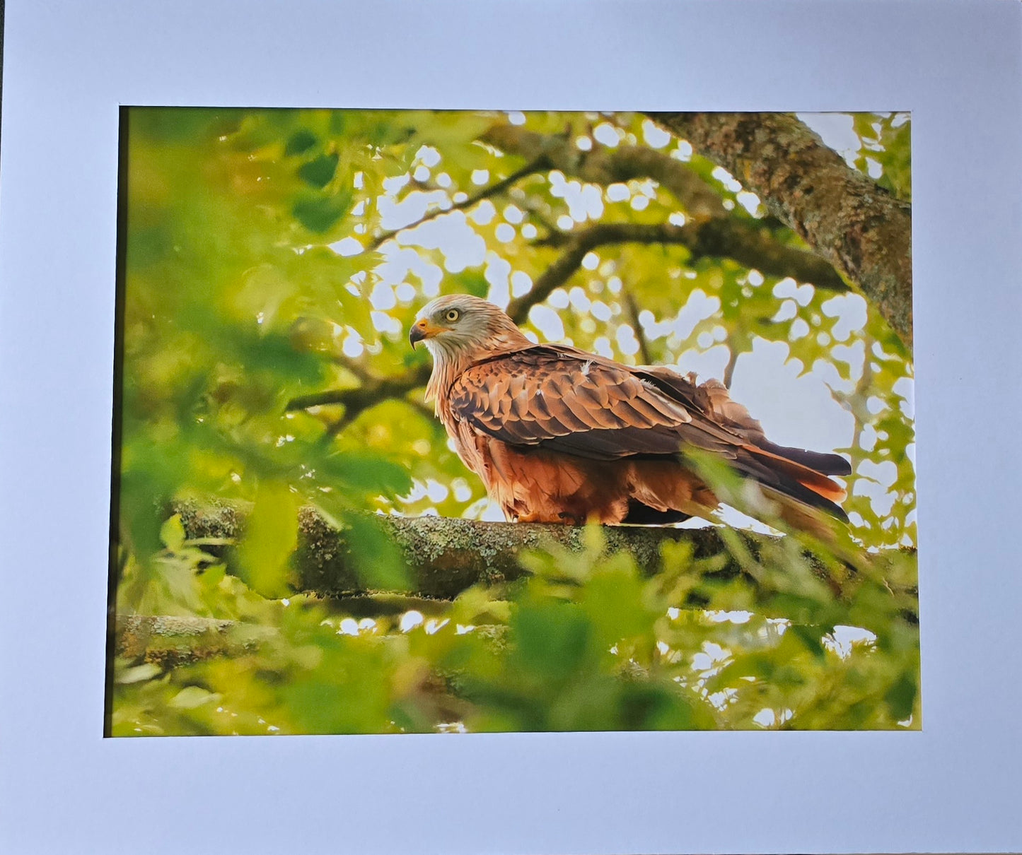 Luxury 10x8 Red Kite print, in a 12x10" mount. Choose either framed or mounted, my own original photography