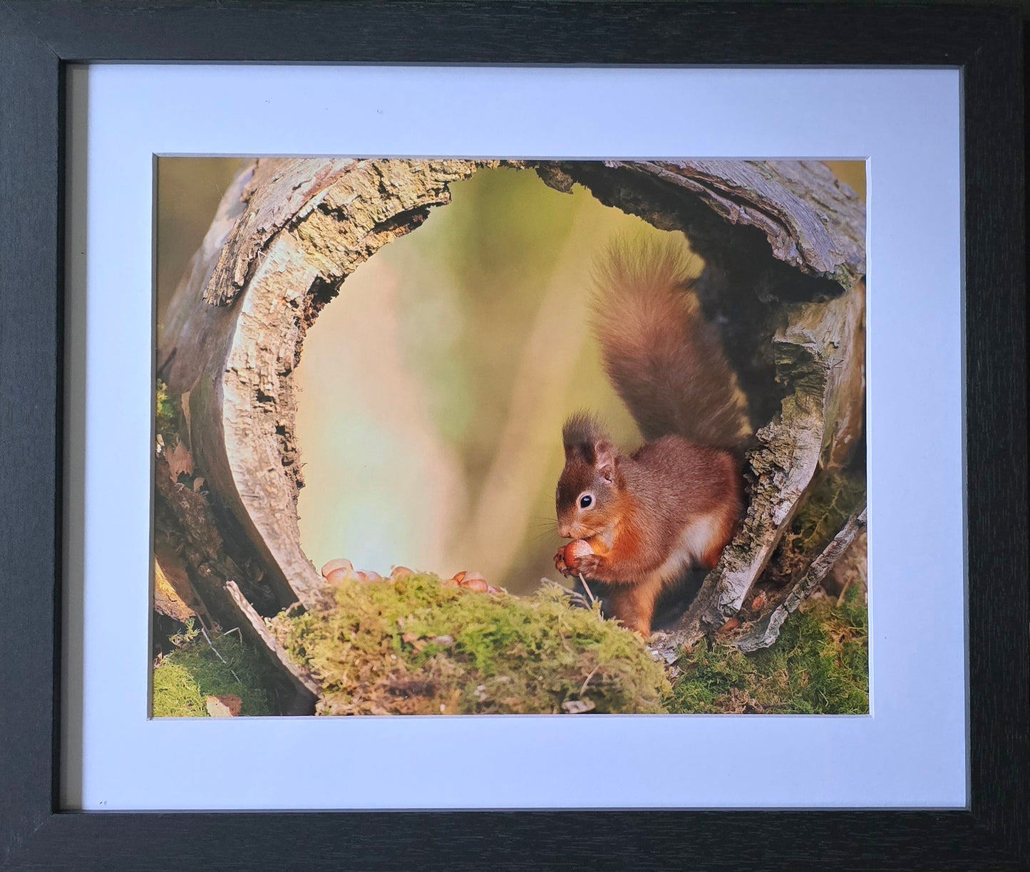 Luxury 10x8 Red Squirrel in log print, in a 12x10" mount. Choose either framed or mounted, my own original photography
