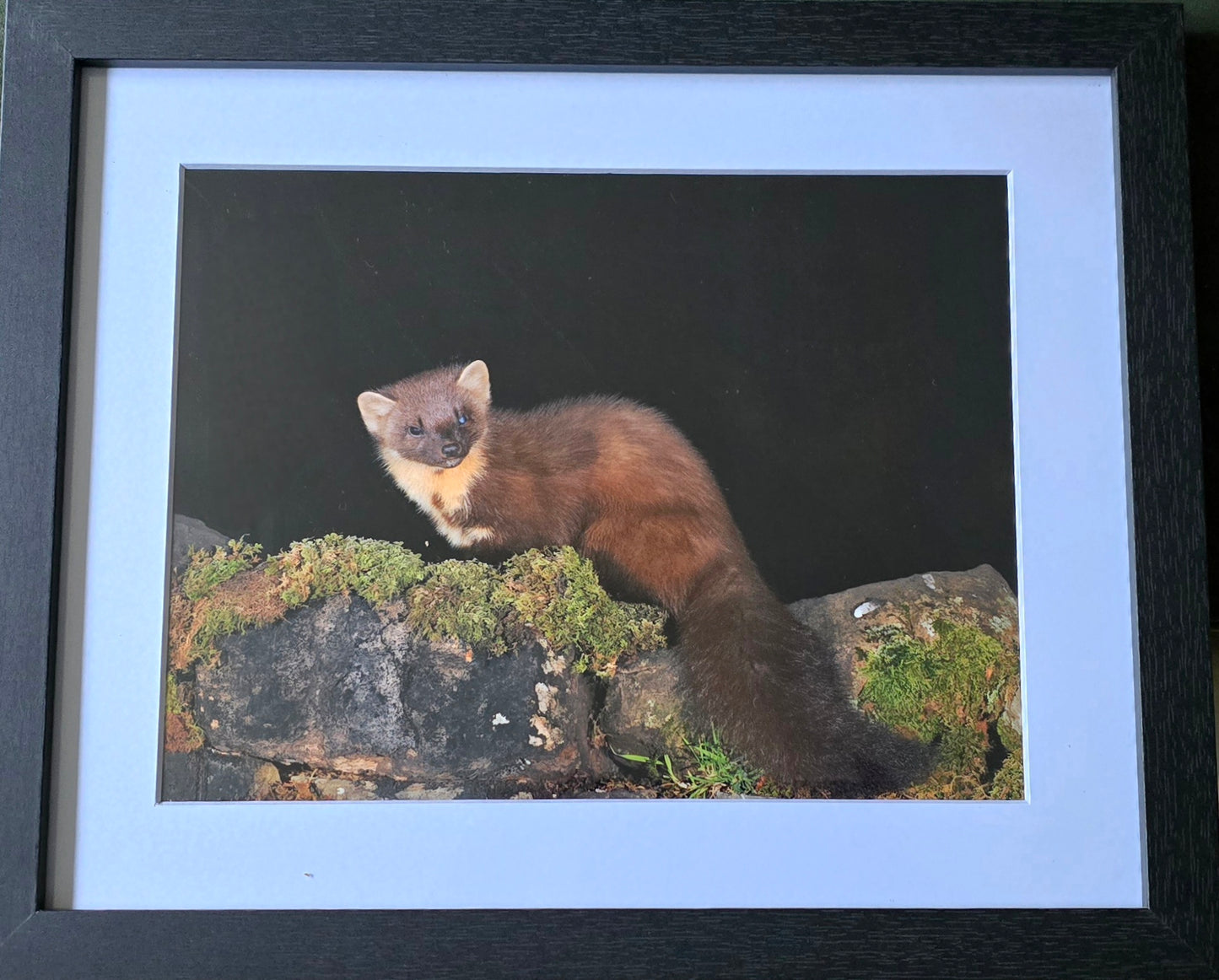 Luxury 10x8 Pine Martin on wall print, in a 12x10" mount. Choose either framed or mounted, my own original photography