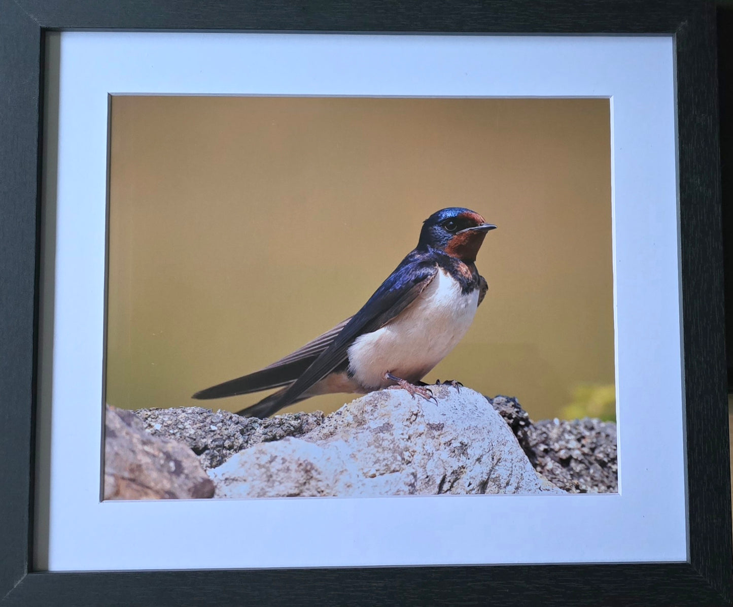 Luxury 10x8 Swallow print, in a 12x10" mount. Choose either framed or mounted, my own original photography