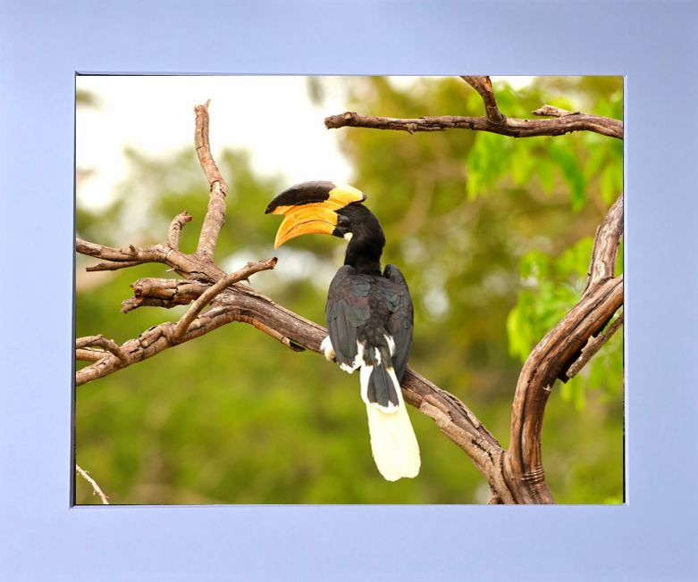 Luxury 10x8 Hornbill print, in a 12x10" mount. Choose either framed or mounted, my own original photography