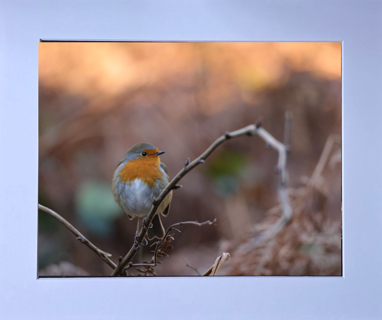 Luxury 10x8 winter Robin print, in a 12x10" mount. Choose either framed or mounted, my own original photography