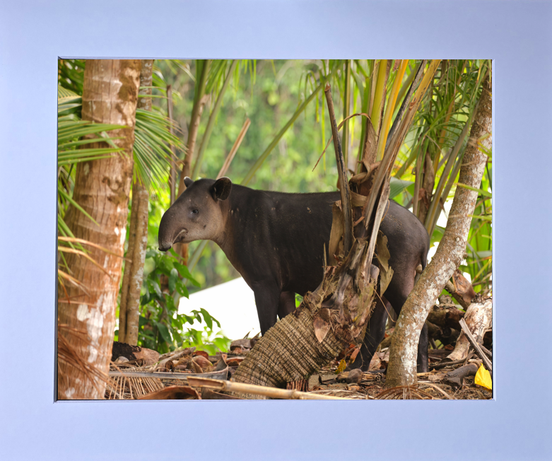 Luxury 10x8 Tapir print, in a 12x10" mount. Choose either framed or mounted, my own original photography