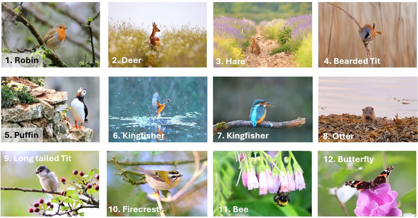 Choose your own Handmade wildlife photography luxury blank greeting card | 19+ photo prints | British wildlife | Robin, Puffin, Kingfisher, Owl, Otter