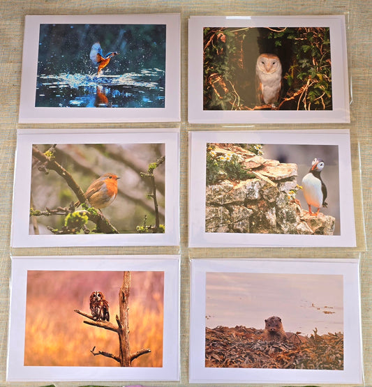 Choose your own x6 Handmade wildlife photography luxury blank greeting cards | photo prints | British wildlife | Robin, Puffin, Kingfisher