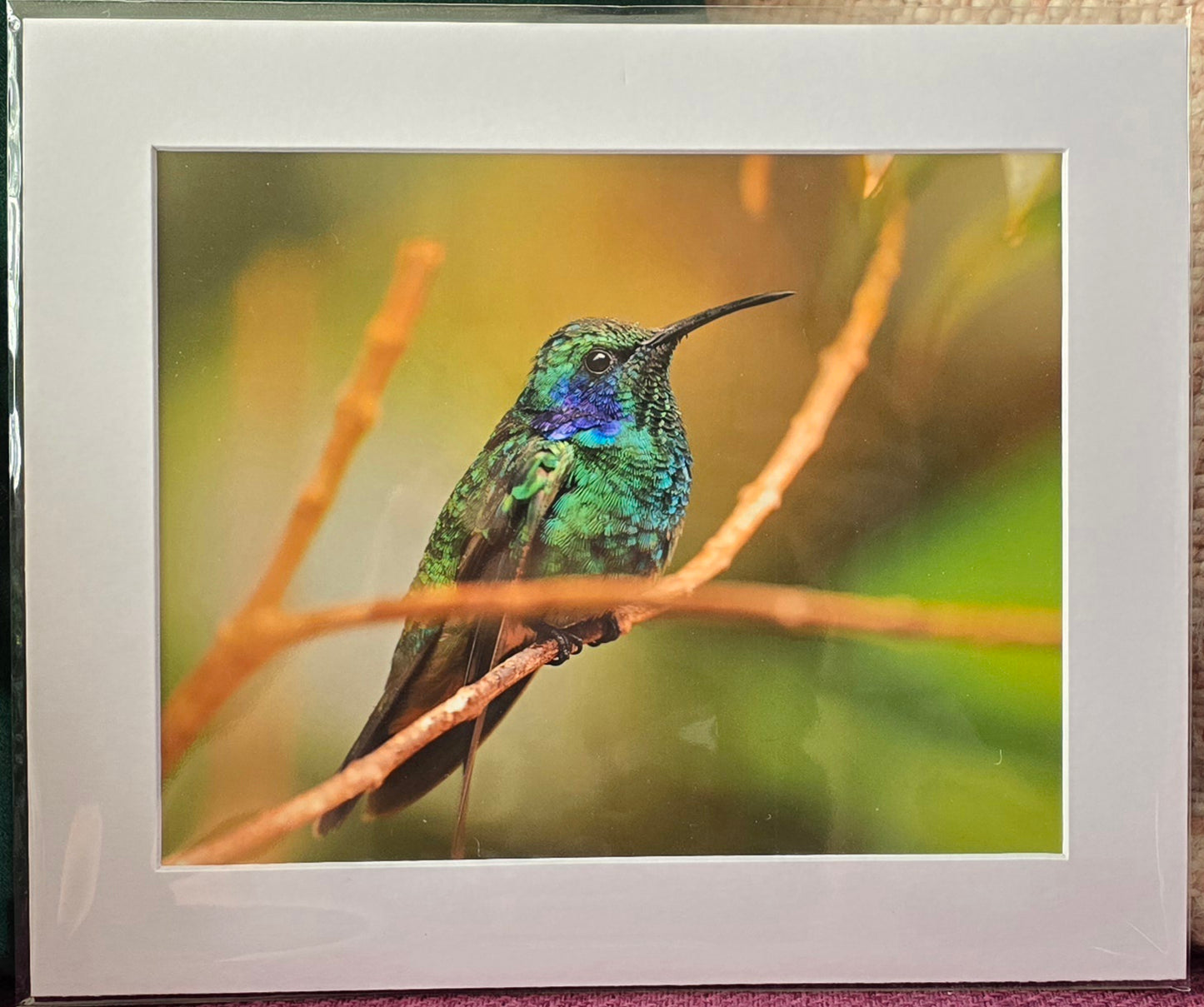 Luxury 10x8 Hummingbird print, in a 12x10" mount. Choose either framed or mounted, my own original photography