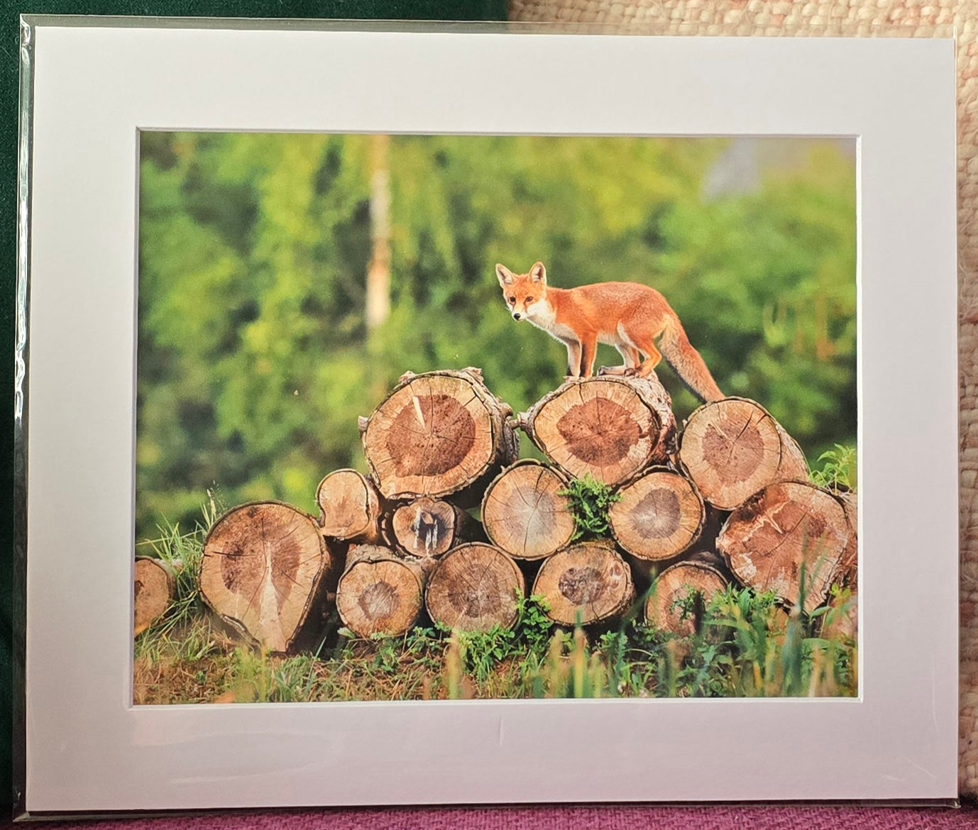 Luxury 10x8 Red Fox digital print, in a 12x10" mount. Choose either framed or mounted, my own original photography
