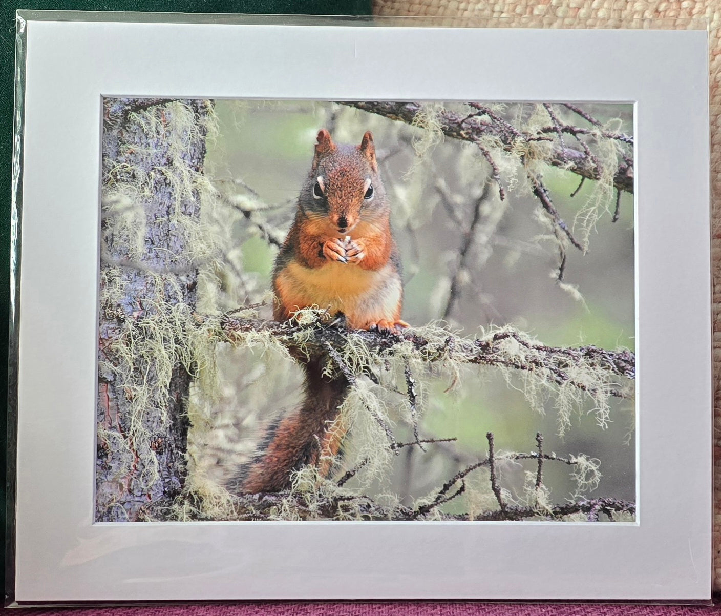 Luxury 10x8 red squirrel digital print, in a 12x10" mount. Choose either framed or mounted, my own original photography