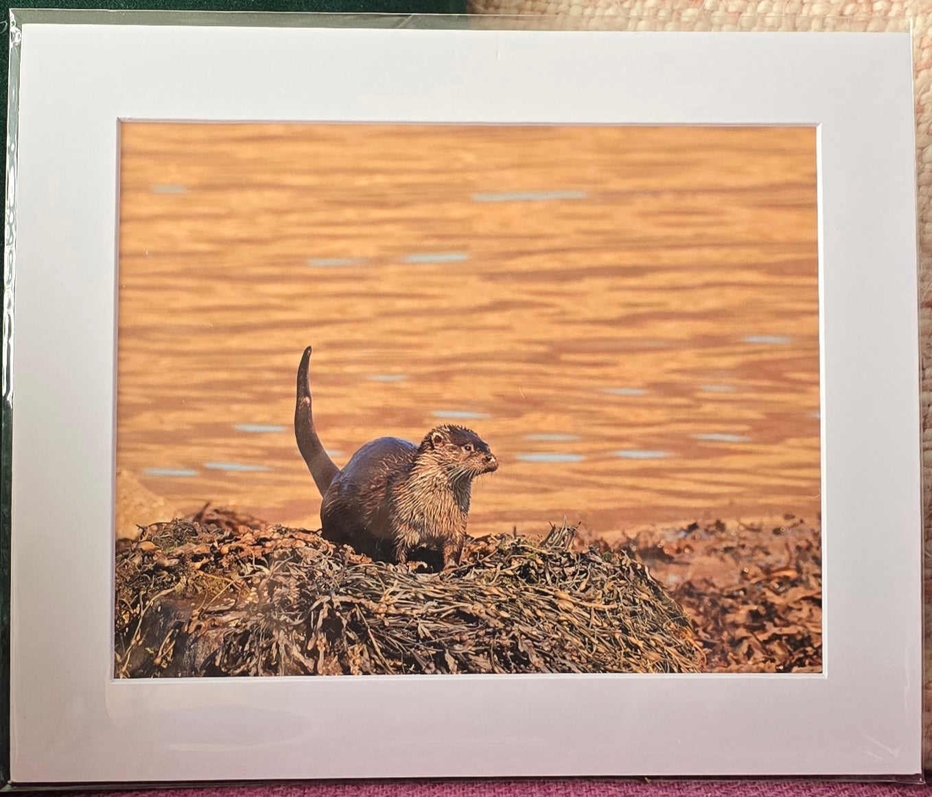 Luxury 10x8 otter digital print, in a 12x10" mount. Choose either framed or mounted, my own original photography