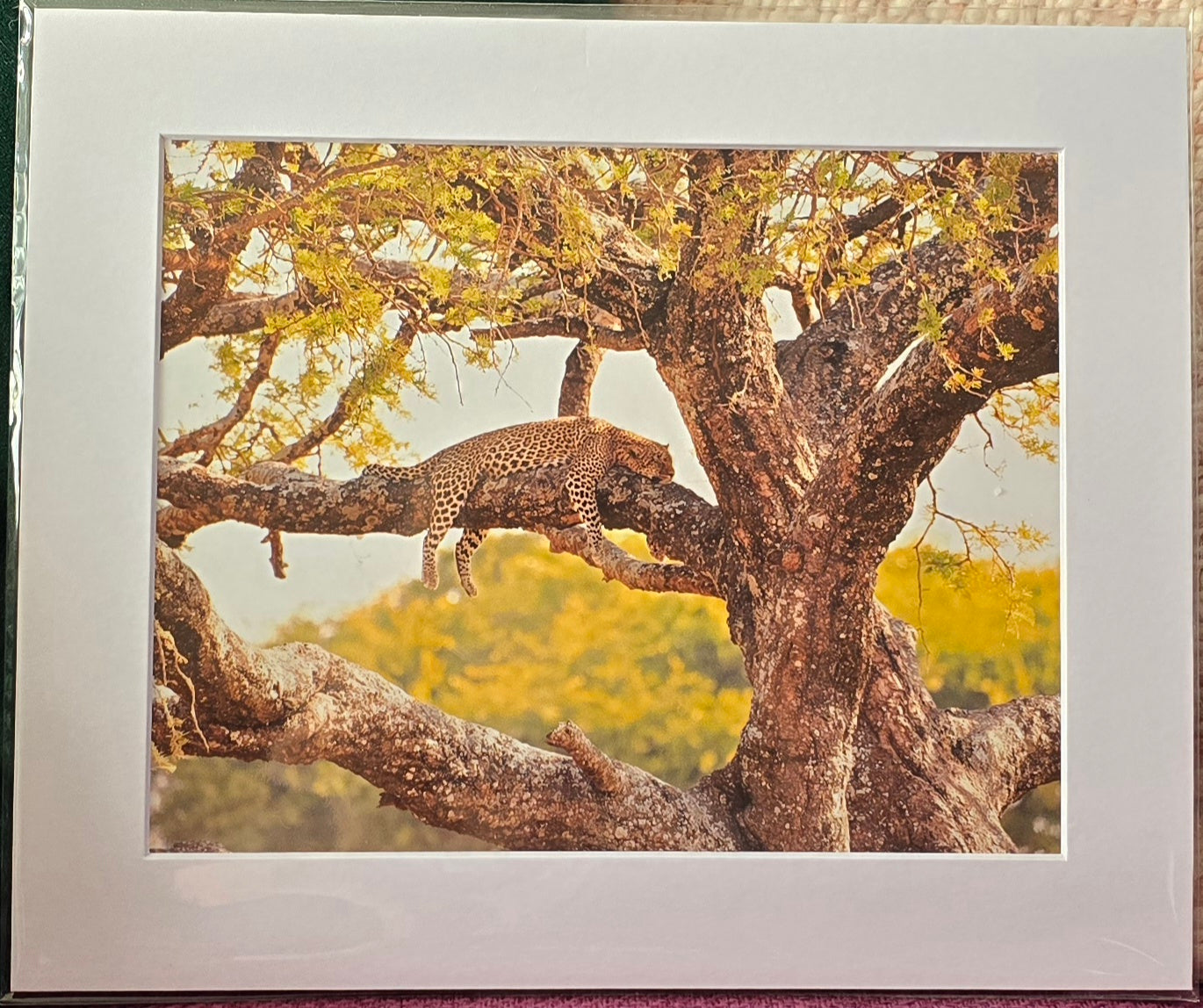 Luxury 10x8 Leopard digital print, in a 12x10" mount. Choose either framed or mounted, my own original photography