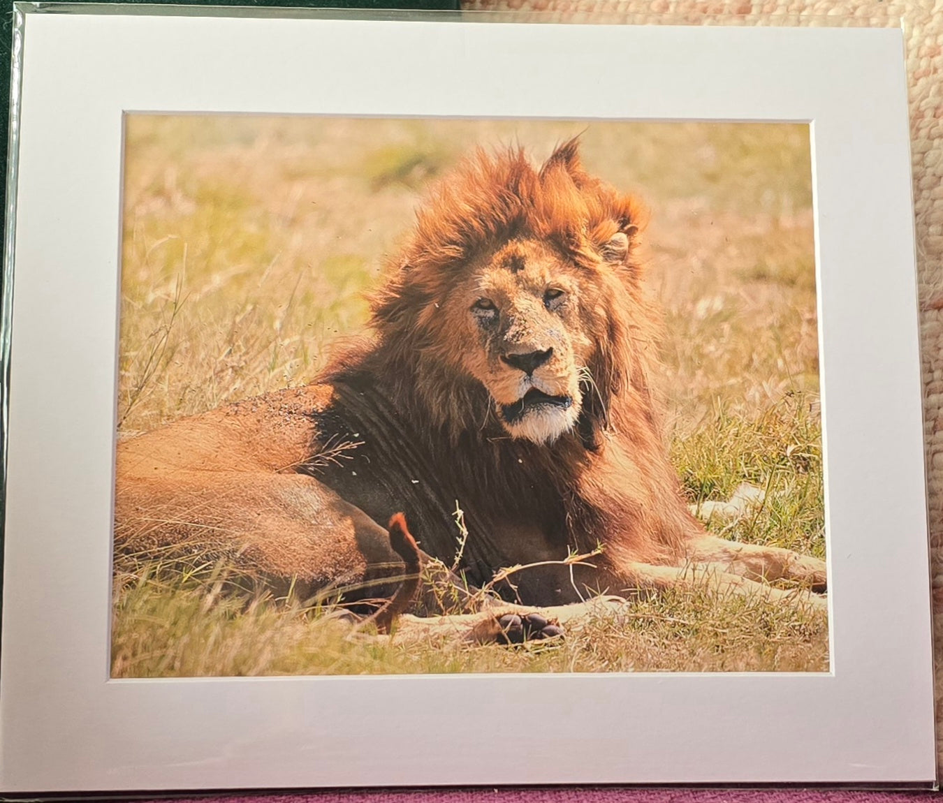 Luxury 10x8 Lion digital print, in a 12x10" mount. Choose either framed or mounted, my own original photography