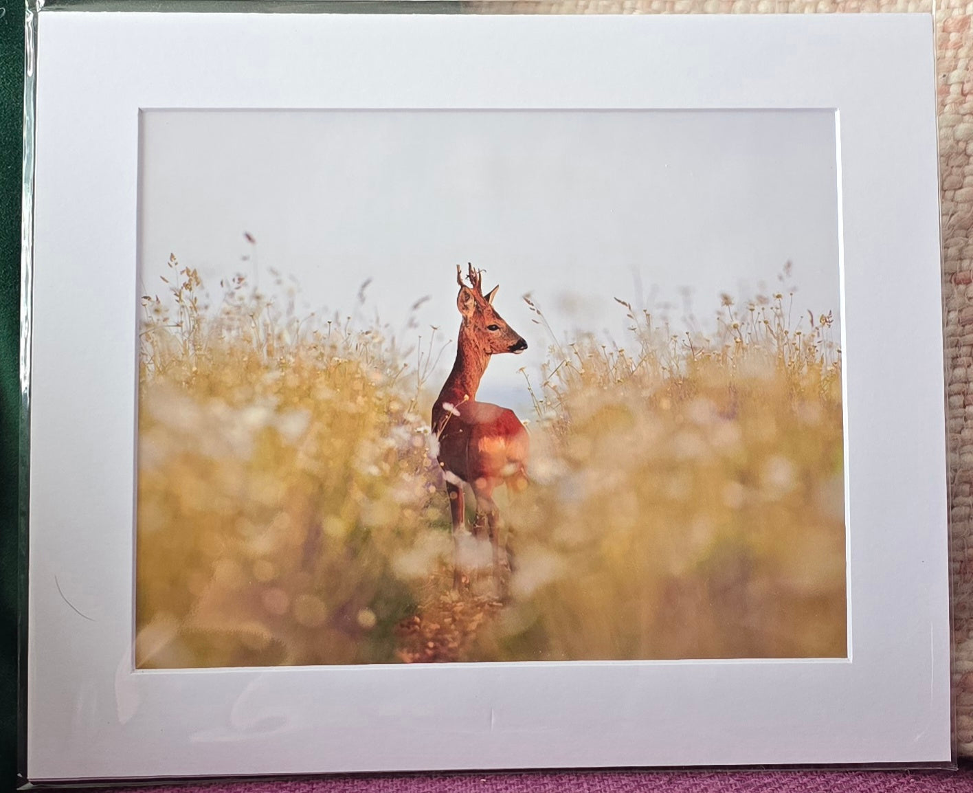 Luxury 10x8 roe deer print, in a 12x10" mount. Choose either framed or mounted, my own original photography