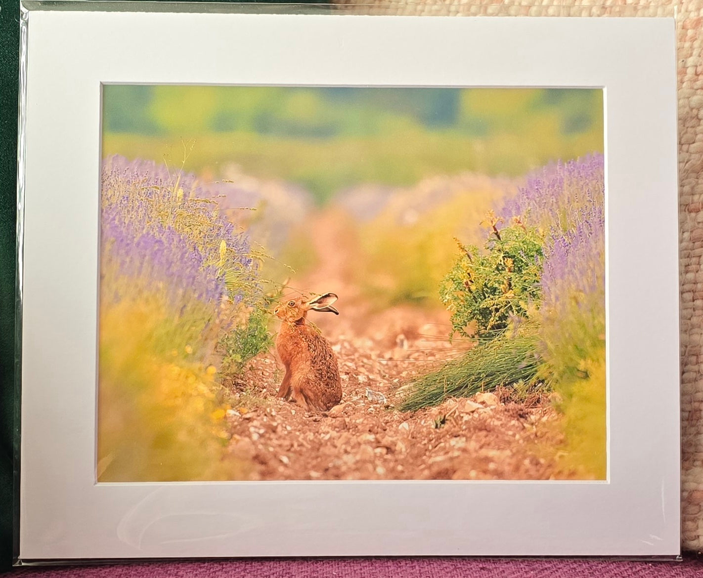 Luxury 10x8 Hare digital print, in a 12x10" mount. Choose either framed or mounted, my own original photography