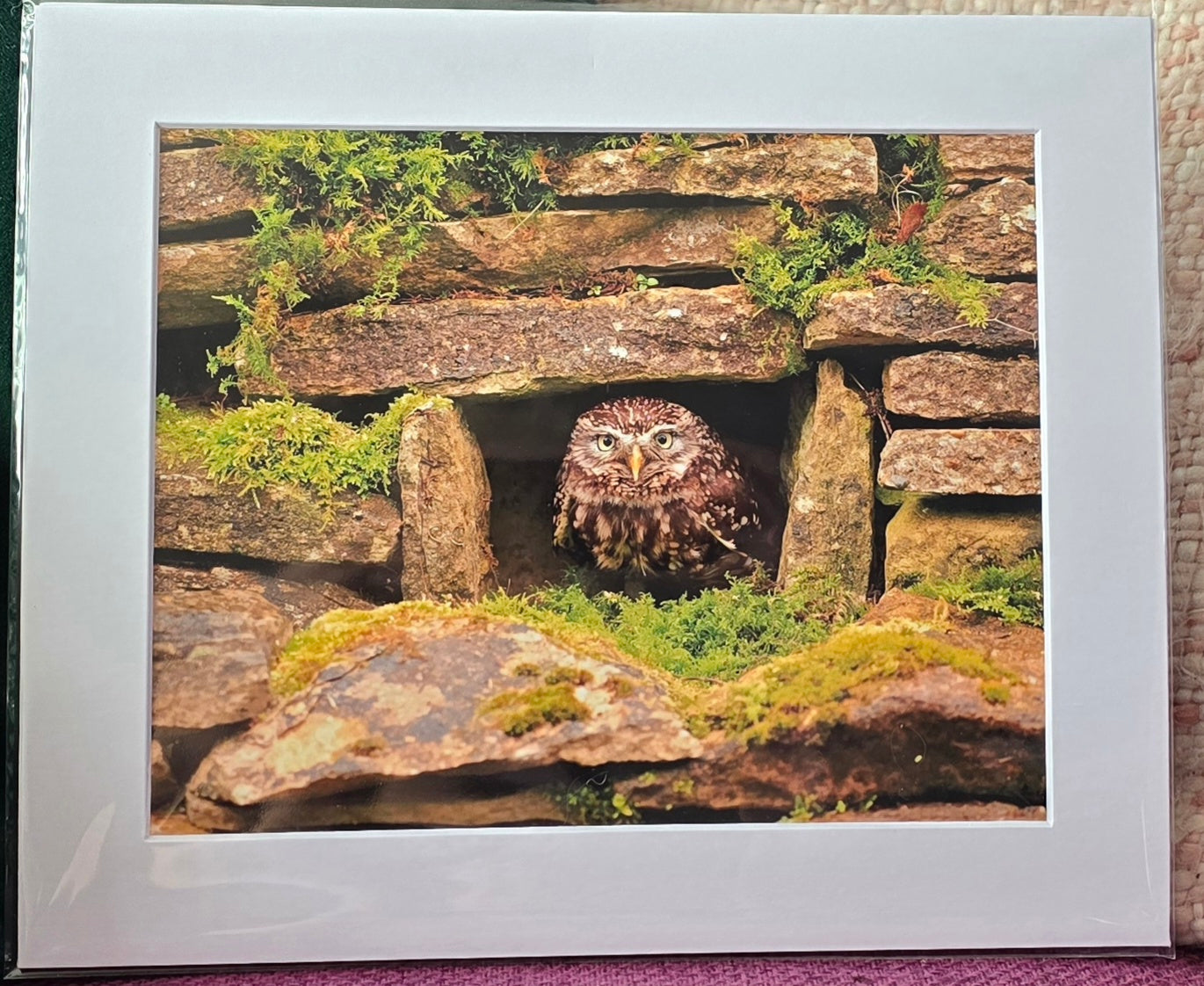 Luxury 10x8 little owl print, in a 12x10" mount. Choose either framed or mounted, my own original photography