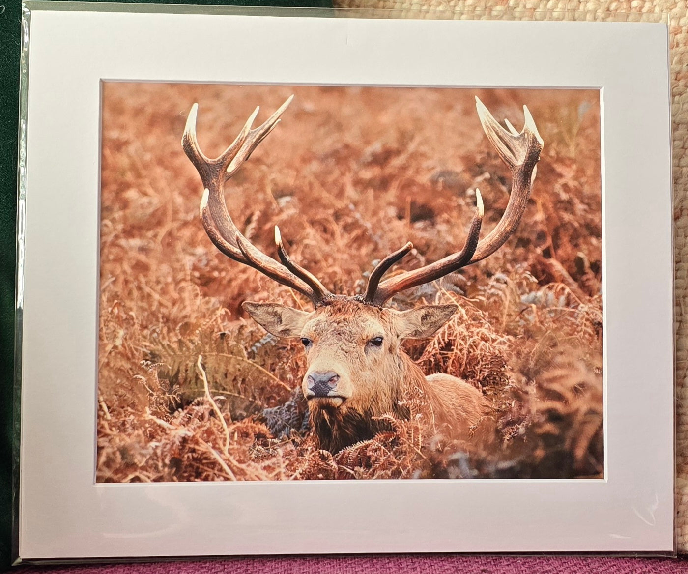 Luxury 10x8 stag digital print, in a 12x10" mount. Choose either framed or mounted, my own original photography