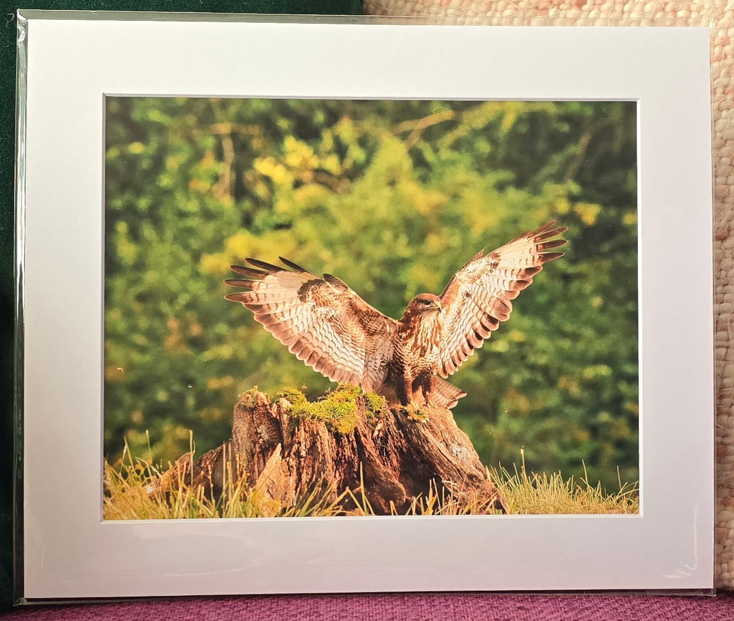 Luxury 10x8 Buzzard bird digital print, in a 12x10" mount. Choose either framed or mounted, my own original photography