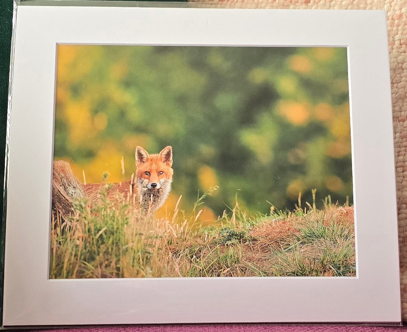 Luxury 10x8 Red Fox print, in a 12x10" mount. Choose either framed or mounted, my own original photography