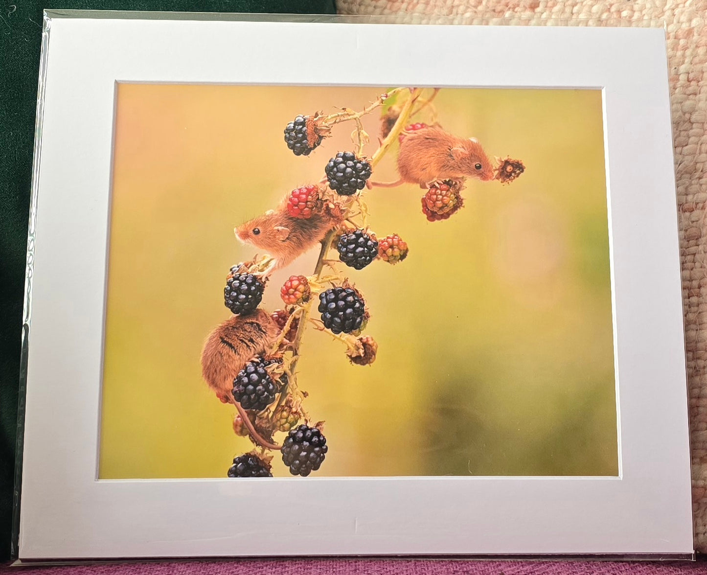 Luxury 10x8 harvest mice mouse digital print, in a 12x10" mount. Choose either framed or mounted, my own original photography