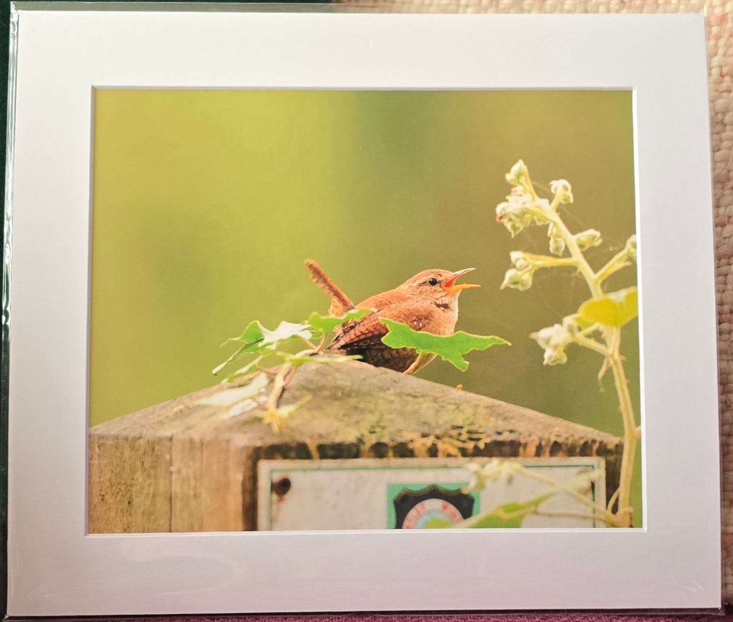 Luxury 10x8 wren digital print, in a 12x10" mount. Choose either framed or mounted, my own original photography