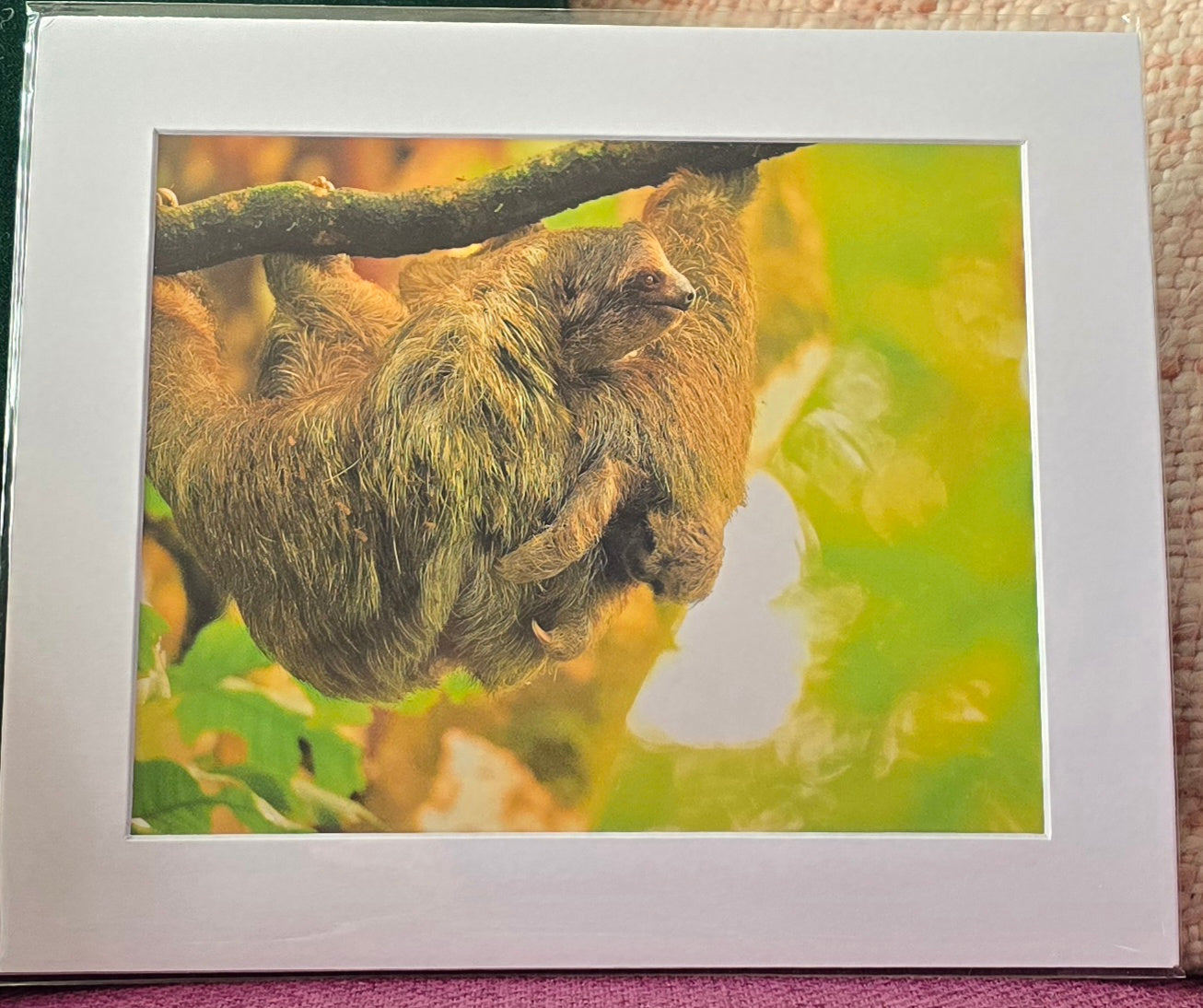 Luxury 10x8 Sloth mum and baby print, in a 12x10" mount. Choose either framed or mounted, my own original photography