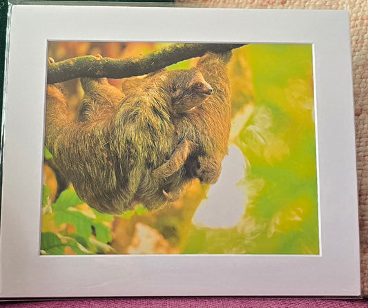 Luxury 10x8 Sloth mum and baby print, in a 12x10" mount. Choose either framed or mounted, my own original photography