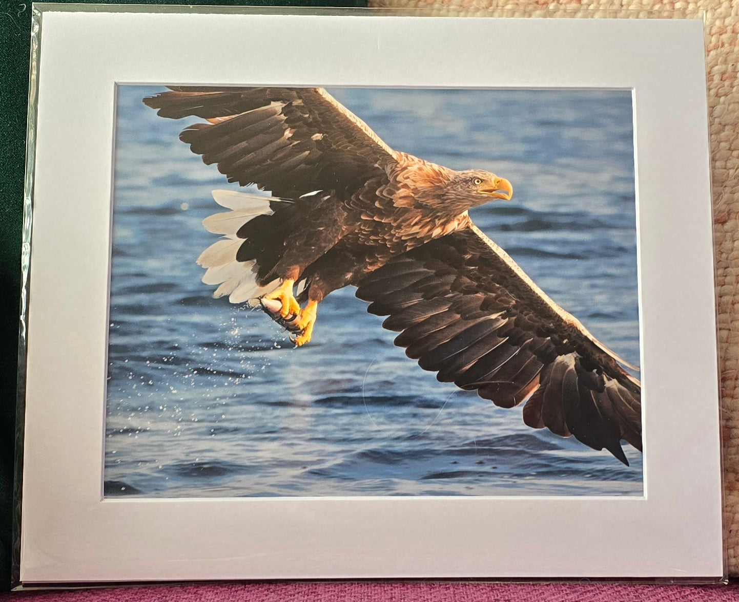 Luxury 10x8 white tailed eagle print, in a 12x10" mount. Choose either framed or mounted, my own original photography