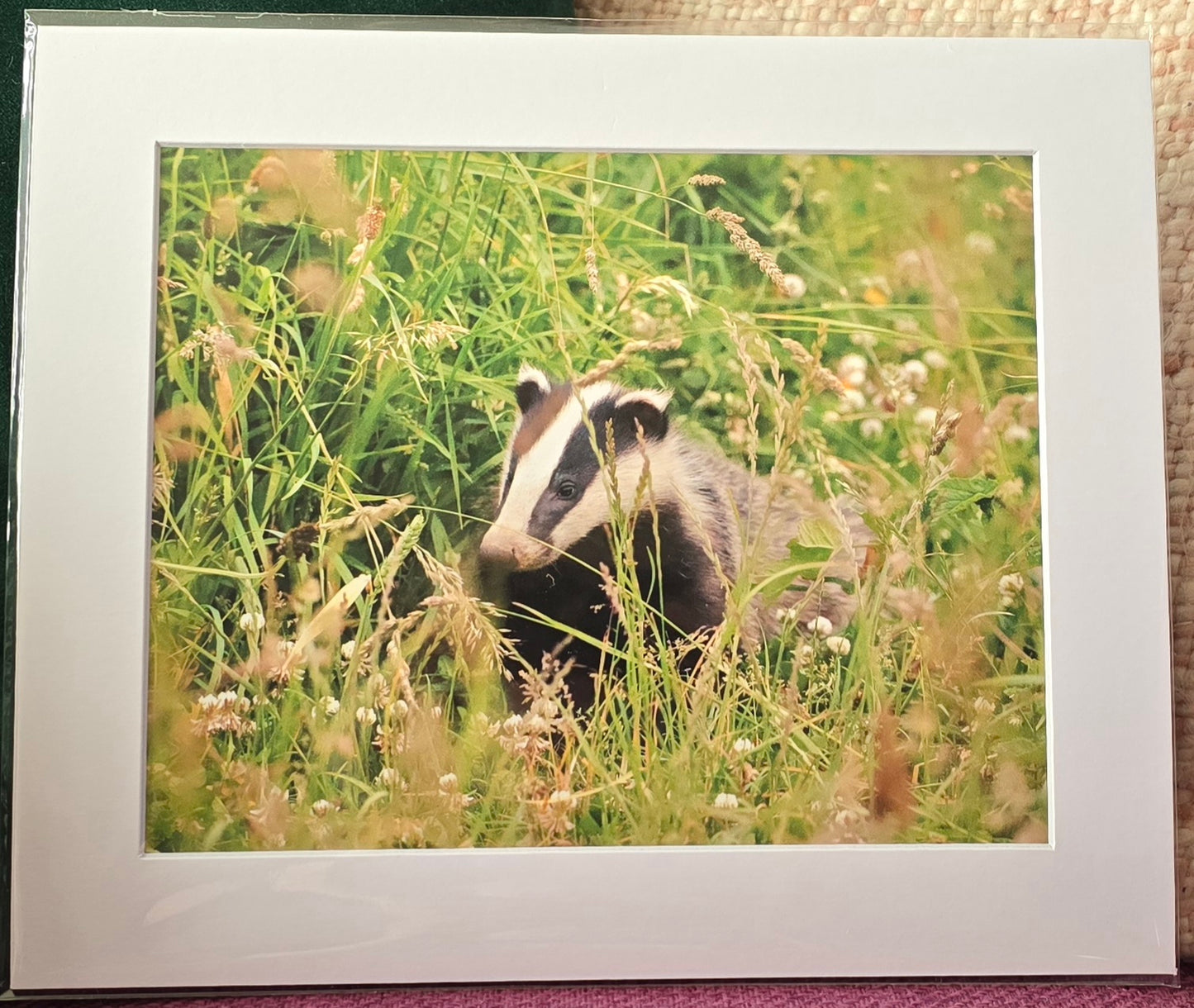 Luxury 10x8 badger print, in a 12x10" mount. Choose either framed or mounted, my own original photography
