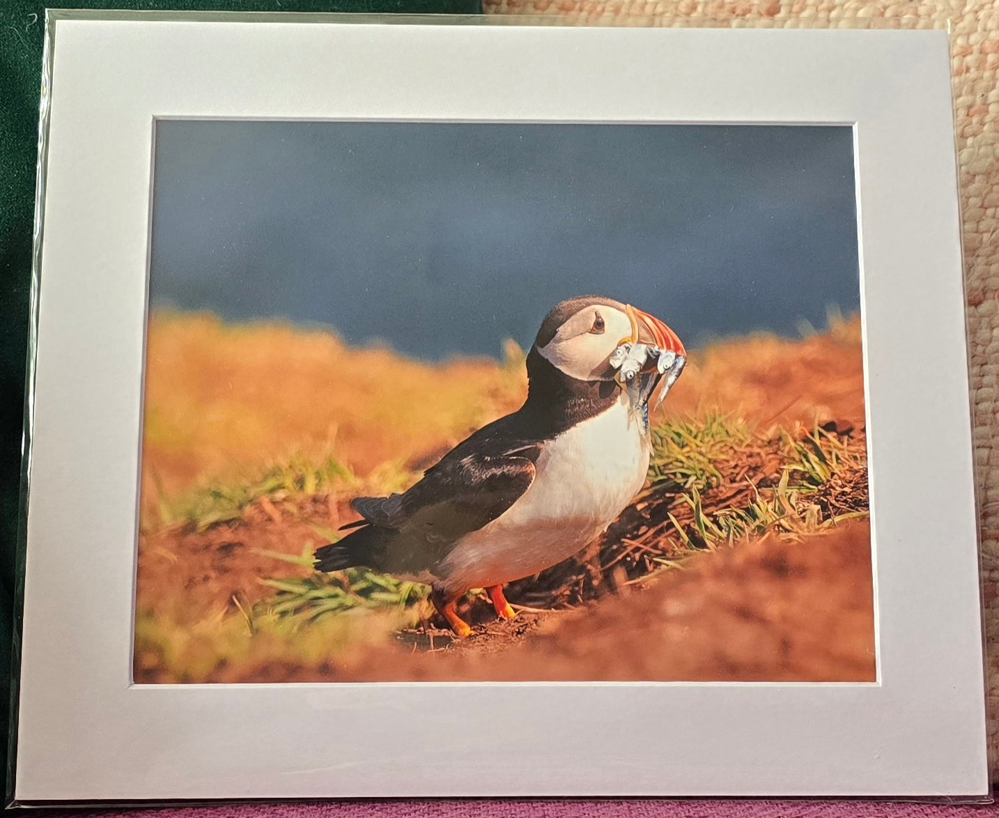 Luxury 10x8 Puffin prints, in a 12x10" mount. Choose either framed or mounted, my own original photography