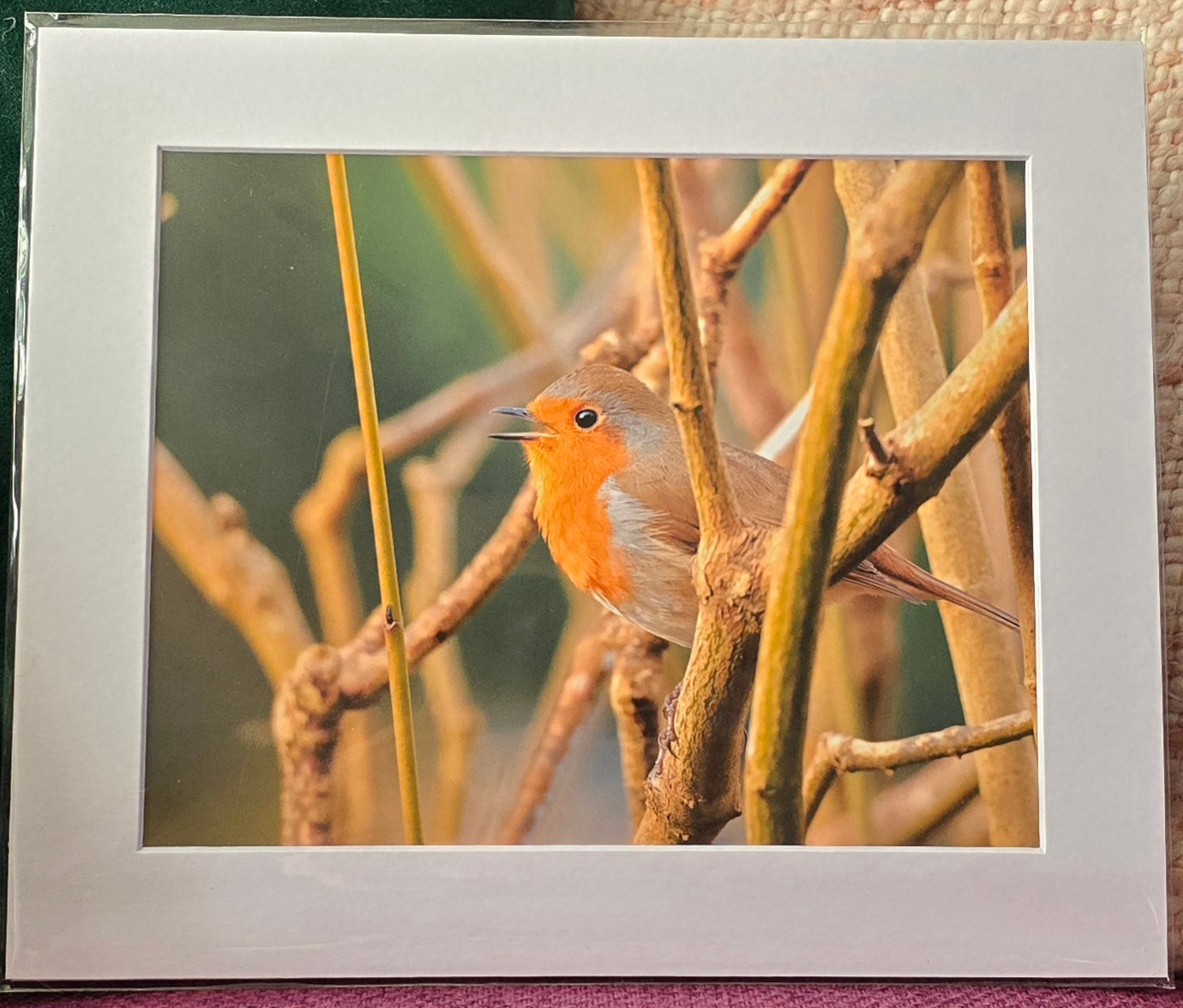 Luxury 10x8 Robin print, in a 12x10" mount. Choose either framed or mounted, my own original photography