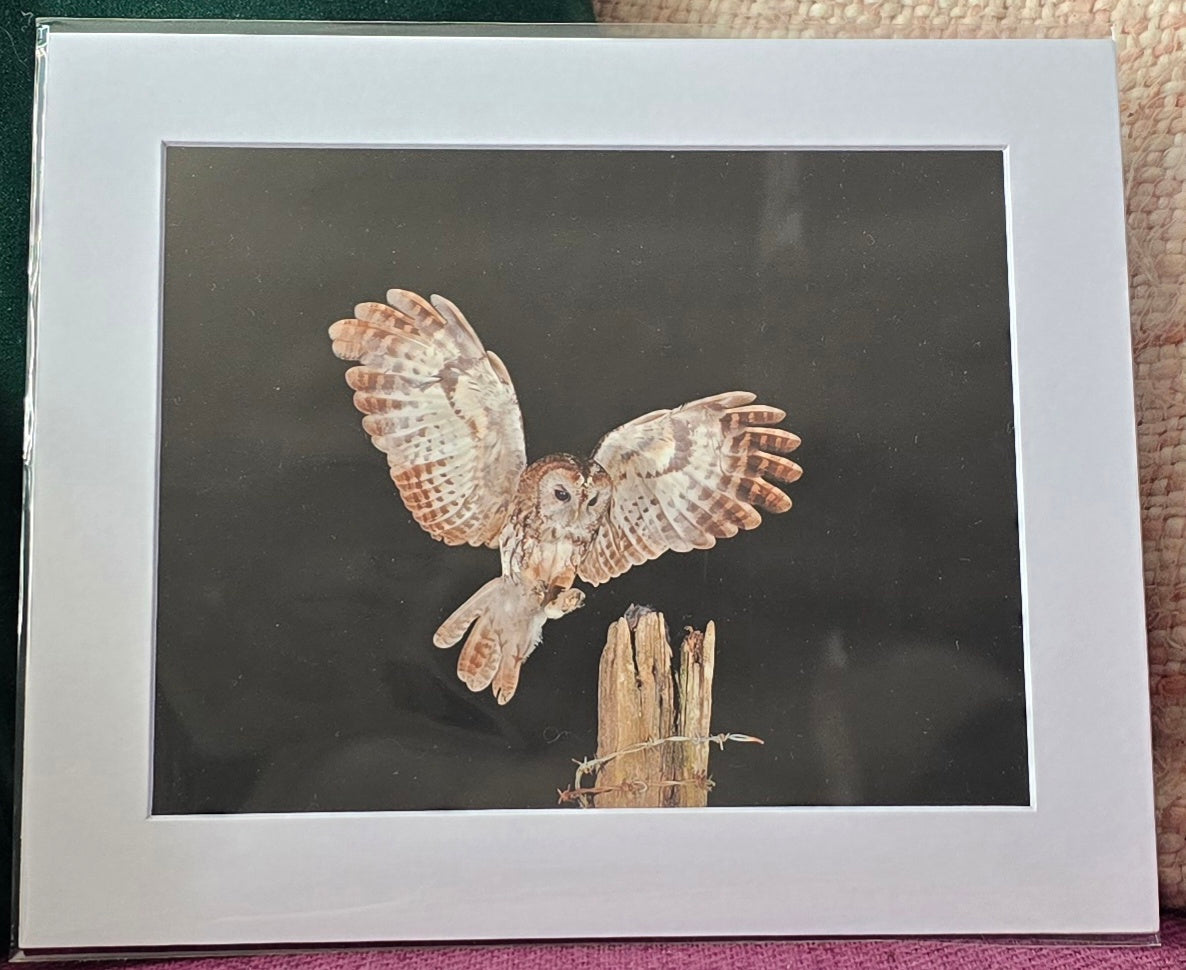 Luxury 10x8 Tawny owl at night print, in a 12x10" mount. Choose either framed or mounted, my own original photography