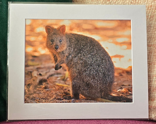 Luxury 10x8 Quokker print, in a 12x10" mount. Choose either framed or mounted, my own original photography