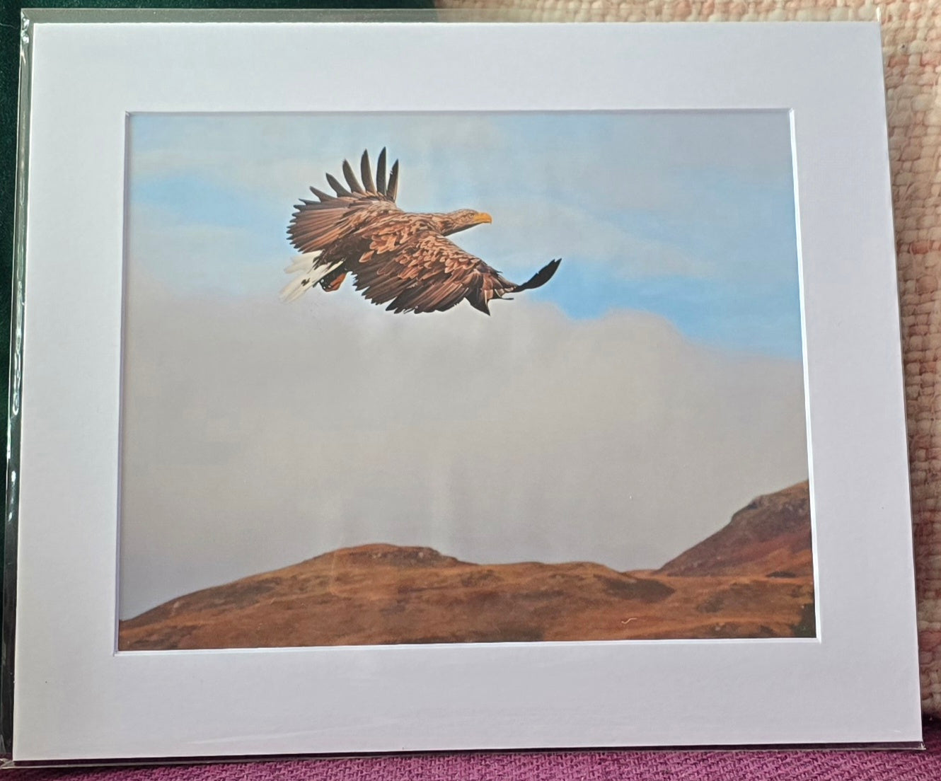 Luxury 10x8 White Tailed Eagle print, in a 12x10" mount. Choose either framed or mounted, my own original photography