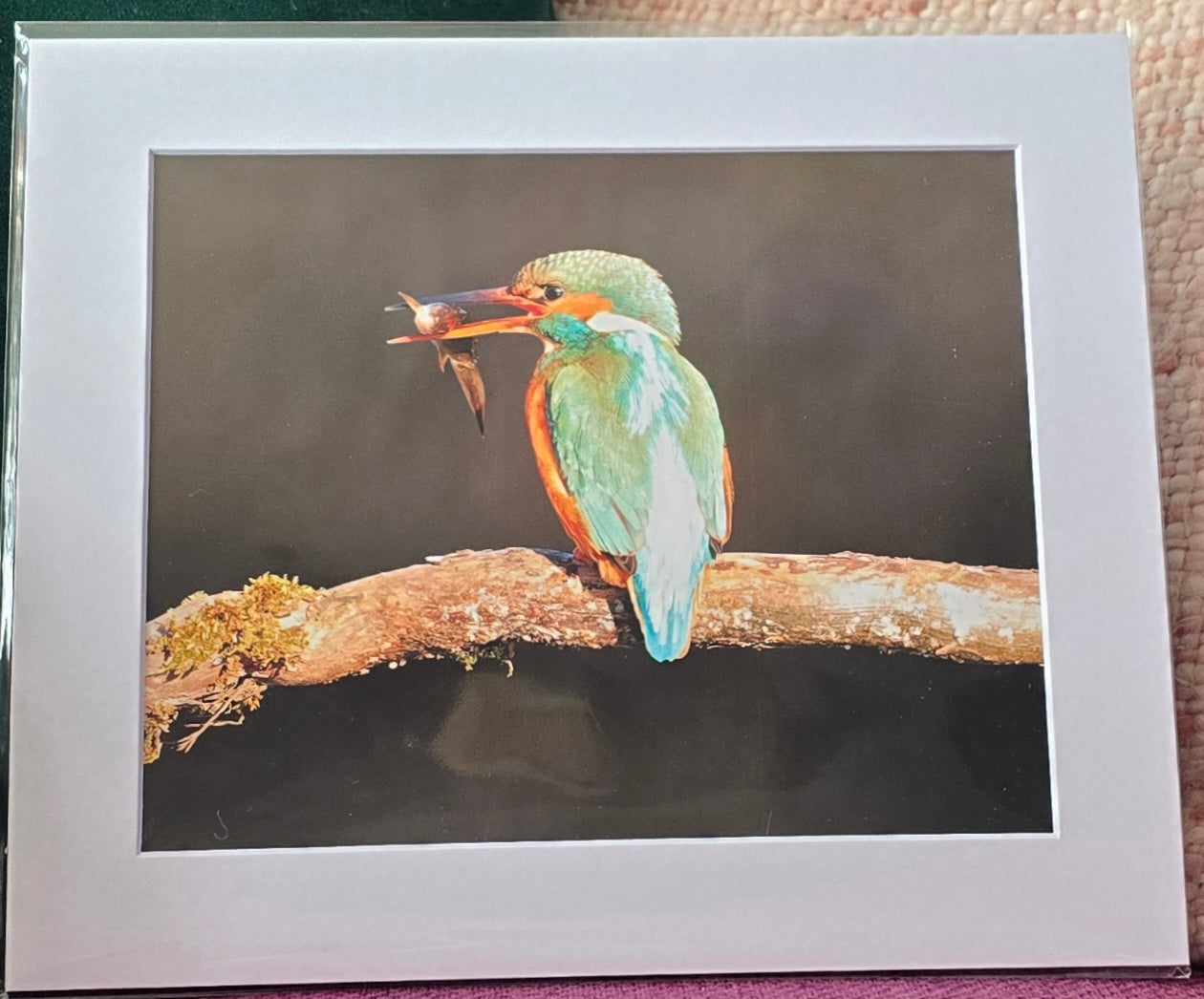 Luxury 10x8 Kingfisher print, in a 12x10" mount. Choose either framed or mounted, my own original photography