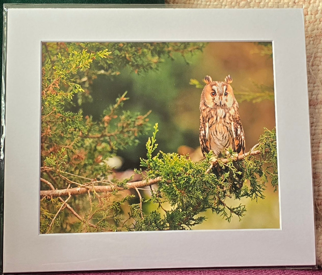 Luxury 10x8 long eared owl digital print, in a 12x10" mount. Choose either framed or mounted, my own original photography
