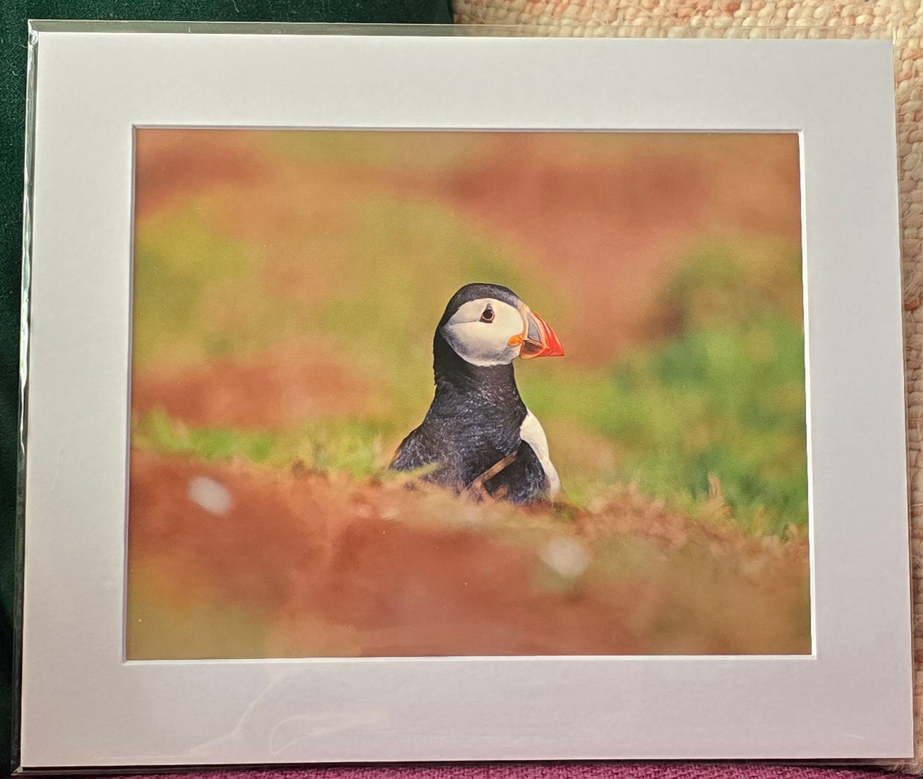 Luxury 10x8 Puffin Portrait print, in a 12x10" mount. Choose either framed or mounted, my own original photography