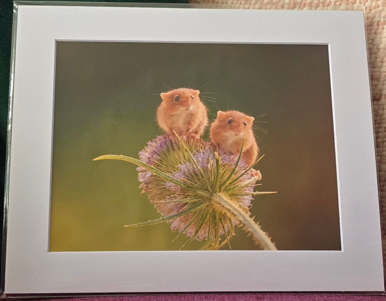 Luxury 10x8 Harvest mice mouse print, in a 12x10" mount. Choose either framed or mounted, my own original photography