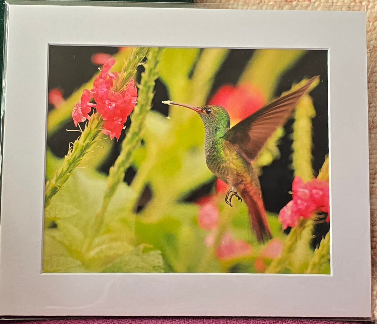 Luxury 10x8 Hummingbird flower print, in a 12x10" mount. Choose either framed or mounted, my own original photography