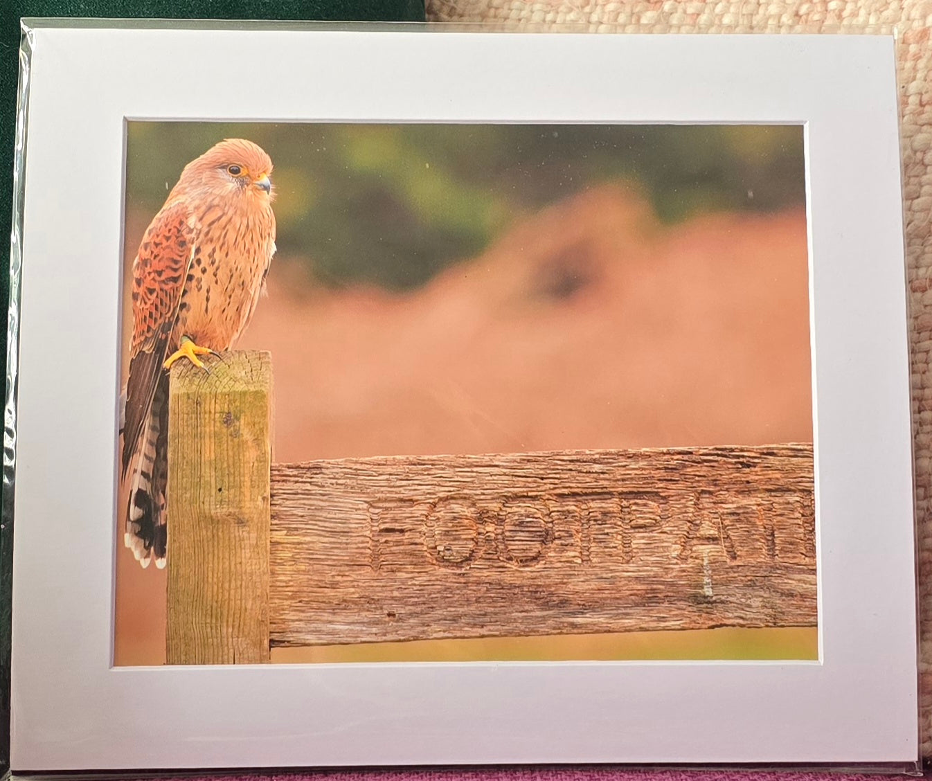 Luxury 10x8 Kestrel print, in a 12x10" mount. Choose either framed or mounted, my own original photography