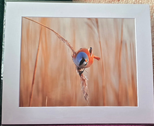 Luxury 10x8 Bearded Tit print, in a 12x10" mount. Choose either framed or mounted, my own original photography