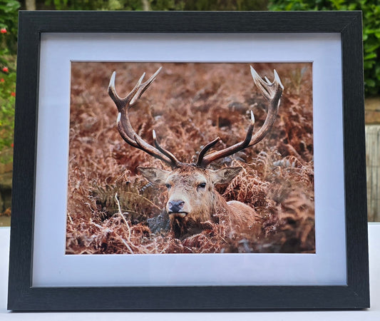 Luxury 10x8 stag digital print, in a 12x10" mount. Choose either framed or mounted, my own original photography