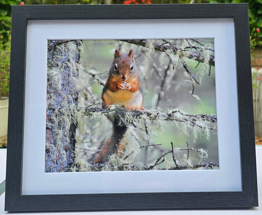 Luxury 10x8 red squirrel digital print, in a 12x10" mount. Choose either framed or mounted, my own original photography