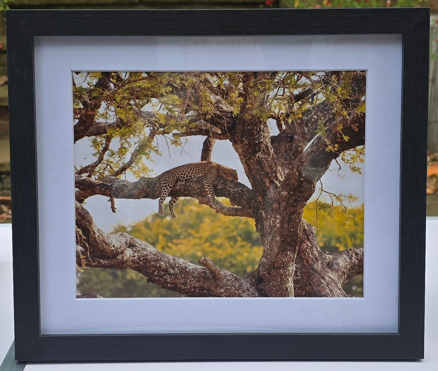 Luxury 10x8 Leopard digital print, in a 12x10" mount. Choose either framed or mounted, my own original photography