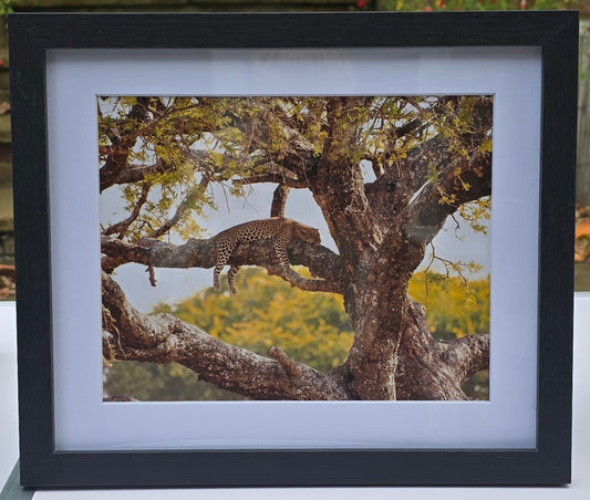 Luxury 10x8 Leopard digital print, in a 12x10" mount. Choose either framed or mounted, my own original photography