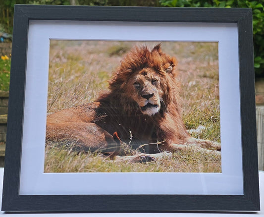 Luxury 10x8 Lion digital print, in a 12x10" mount. Choose either framed or mounted, my own original photography