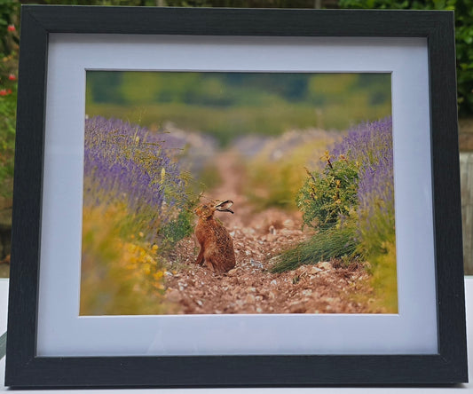 Luxury 10x8 Hare digital print, in a 12x10" mount. Choose either framed or mounted, my own original photography