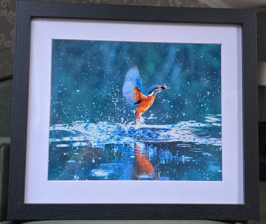 Luxury 10x8 flying kingfisher digital print, in a 12x10" mount. Choose either framed or mounted, my own original photography